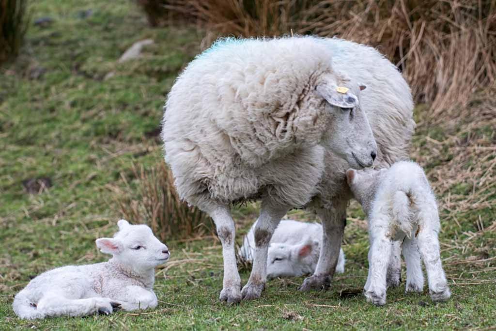 Devlin Farm Life Villa Westport Dış mekan fotoğraf