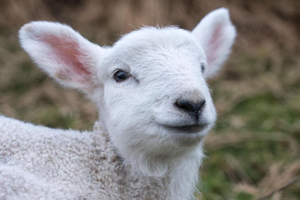 Devlin Farm Life Villa Westport Dış mekan fotoğraf